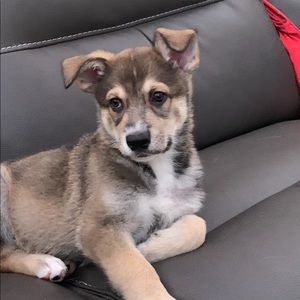 Meet your Posher, Raven